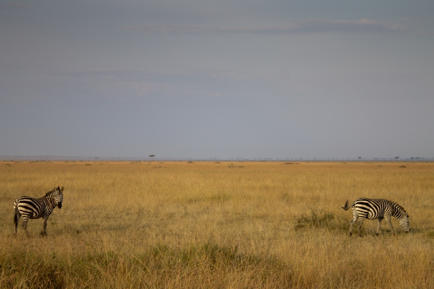 Zebras, Maasai Mara